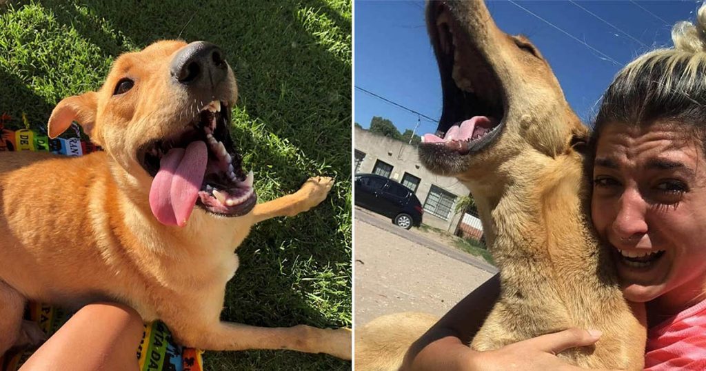 O reencontro emocionante de uma mulher com seu cachorro perdido por 3 meses