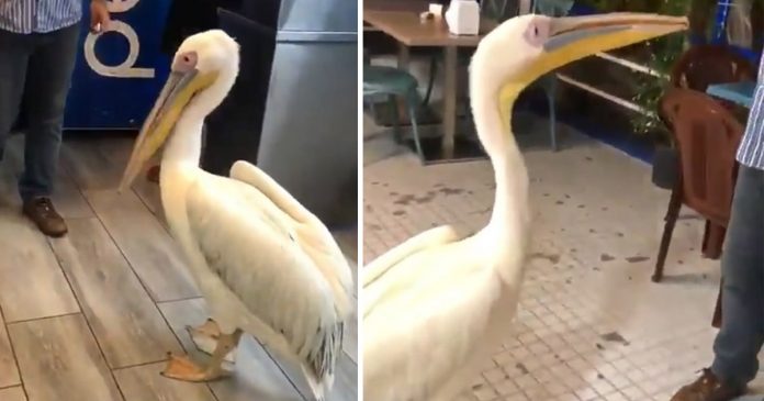Pelicano agradecido continua visitando o homem que salvou sua vida