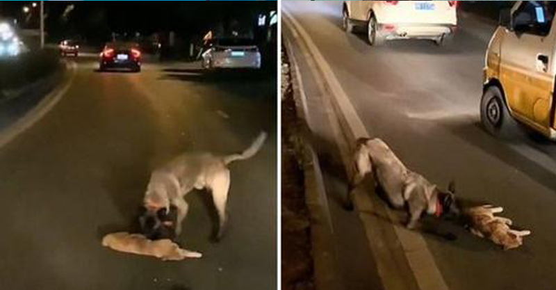 Cachorro é flagrado tentando desesperadamente ressuscitar um gato que encontrou no meio da rua