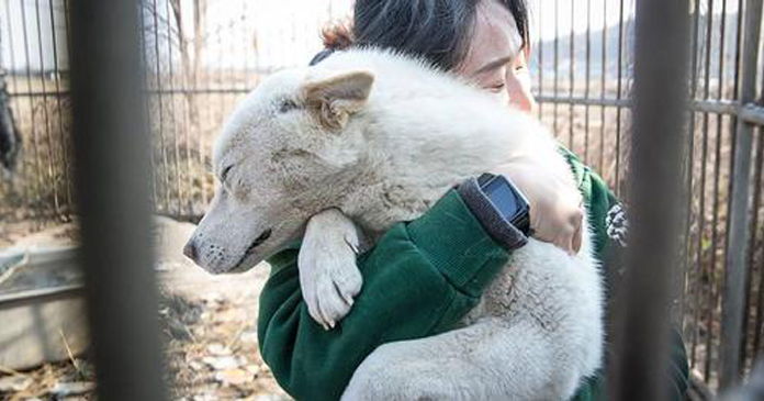 70 cães destinados ao consumo são finalmente resgatados após passarem meses trancados em gaiolas