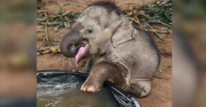 Bebe-elefante-rescatado-tiene-primer-bano-696×365