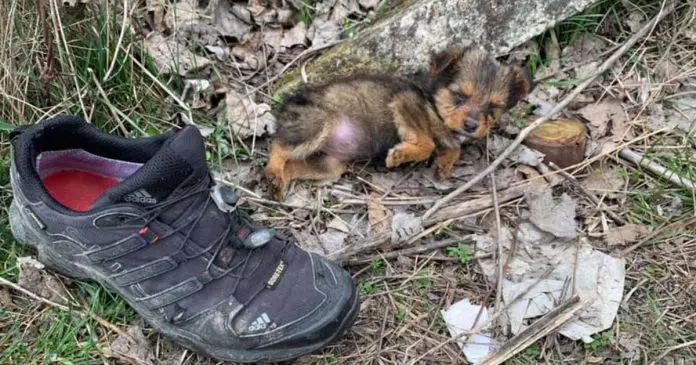 Cadela abandonada encontrada em um sapato velho agora vive como uma rainha