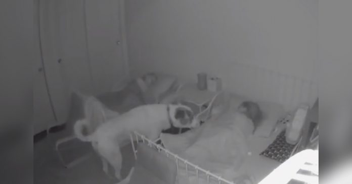 Câmeras flagram doce cachorrinho ‘vigiando’ as crianças enquanto elas dormem à noite