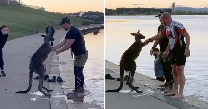 Canguru aperta a mão de seu salvador após ser resgatado de um lago congelado