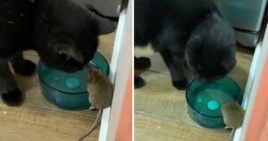 Chico-encuentra-a-su-gato-haciendo-amistad-con-el-raton-que-se-suponia-que-iba-a-atrapar-1024×538