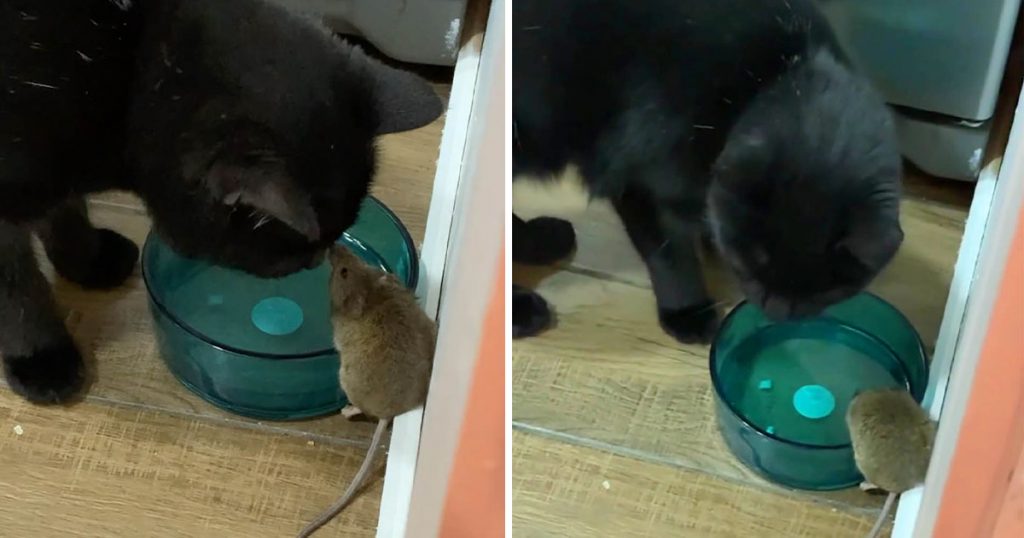 Menino encontra seu gato fazendo amizade com o rato que ele deveria pegar