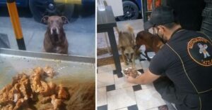 Dueno-de-un-restaurante-prepara-comida-gratis-para-cada-perro-sin-hogar-que-lo-visita-696×365