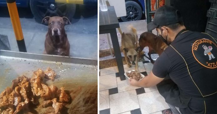 Dono de restaurante prepara comida grátis para todos os cães de rua que o visita