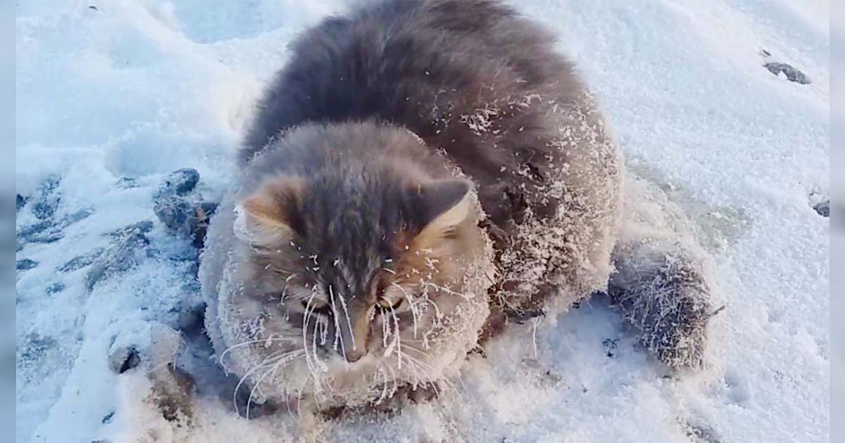 Gato É Resgatado Depois Que Todas As Suas Patas Congelaram E Não Conseguia Se Mover