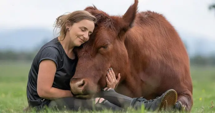 Mulher é a melhor amiga de um enorme touro que resgatou quando ainda era um filhote