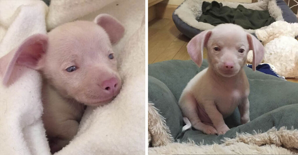Cachorrinho rosa cego e surdo está inspirando as crianças a lidar com as diferenças
