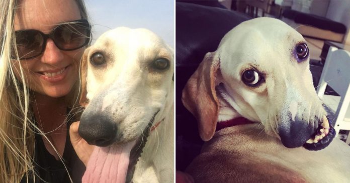 Cachorro com rostinho ‘torto’ se torna uma estrela da internet
