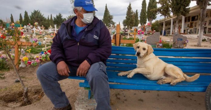 Cachorro que nunca saiu do cemitério após a morte do dono agora conforta as pessoas