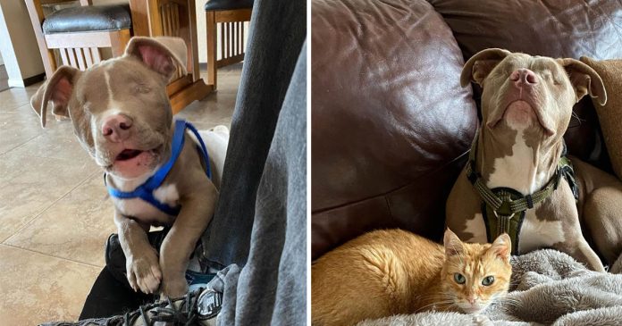 Pitbull sem olhos muda a vida deste gato de coração partido