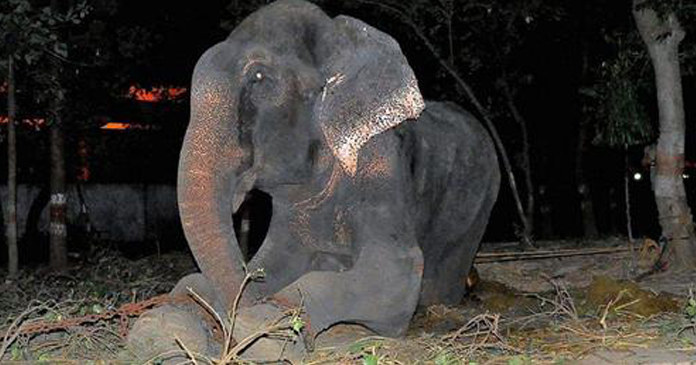 Elefante chora quando finalmente é resgatado após viver mais de 50 anos acorrentado