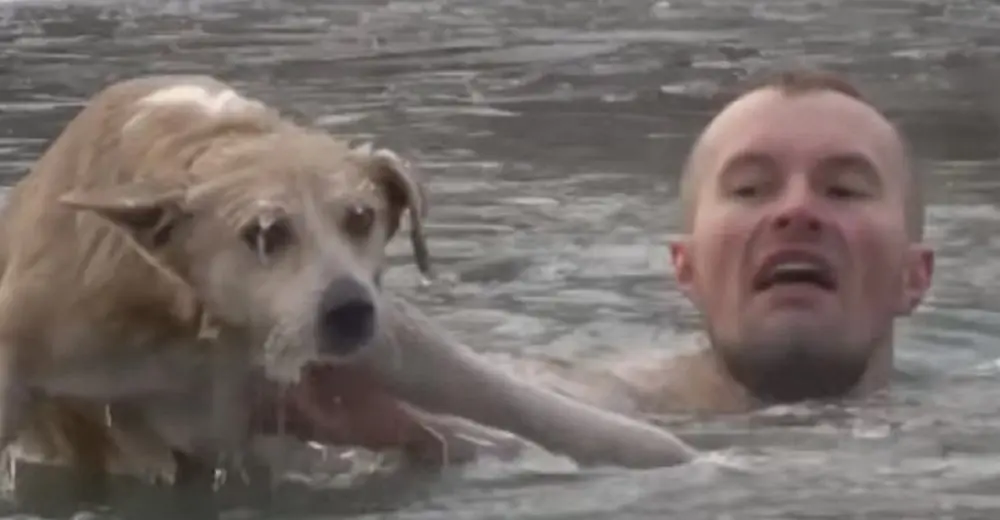 Repórter pula na água gelada para tentar salvar um cachorro em plena transmissão ao vivo