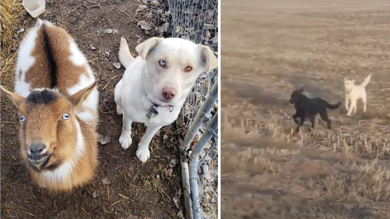 Cachorro se perde de seus donos e volta para casa com dois novos amigos que fez no caminho