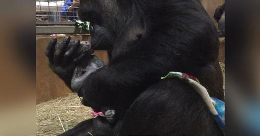 Mamãe gorila é flagrada mimando e beijando suavemente seu bebê recém-nascido