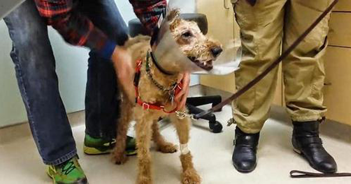 Cachorrinho cego vê sua família pela primeira vez após sua cirurgia e não consegue conter sua alegria