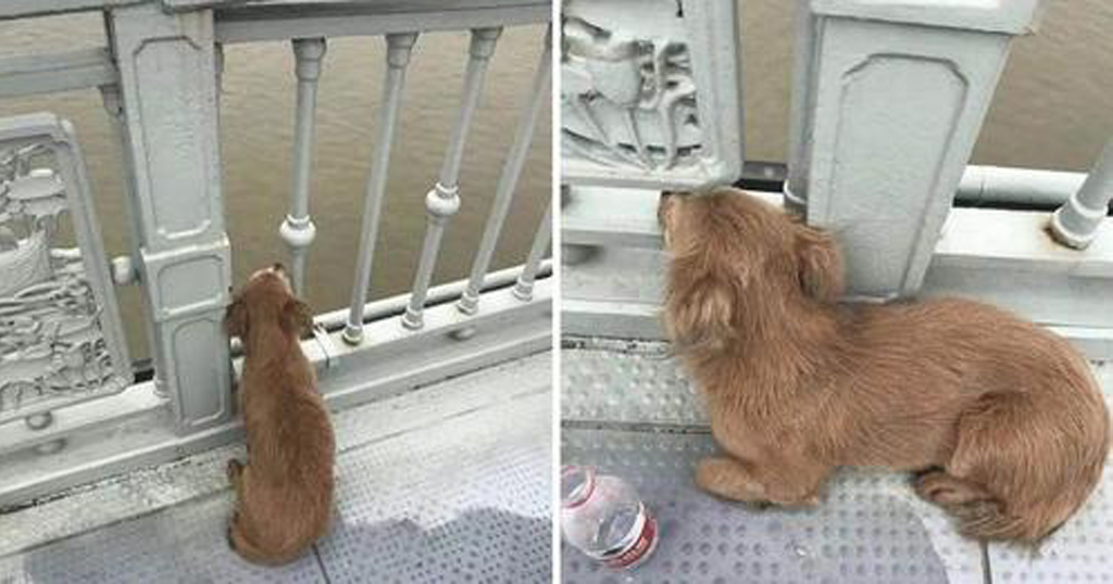 Cachorrinho fiel está esperando por seu dono há 4 dias na ponte onde o viu pular