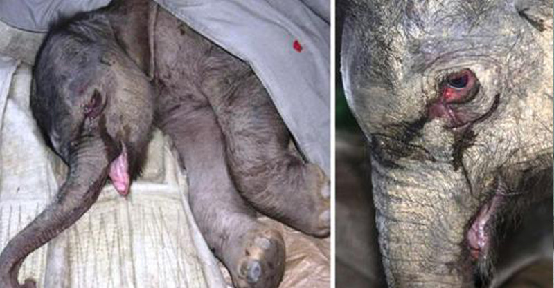 Elefante recém-nascido de coração partido chora sem parar depois de ser rejeitado pela mãe