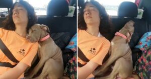 Adorable-cachorro-se-duerme-de-una-manera-divertida-en-este-video-viral-de-TikTok-696×365