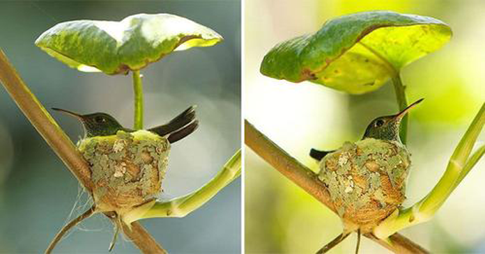 Mamãe beija-flor constrói um ninho perfeito com um teto para proteger seus filhotes