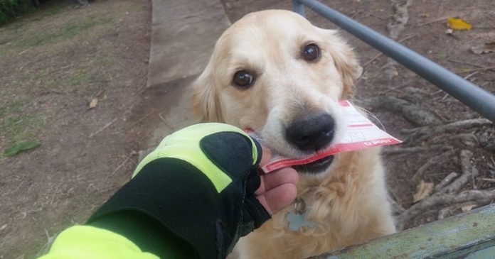 Carteiro escreve cartinhas para uma cadela que adora receber correspondência