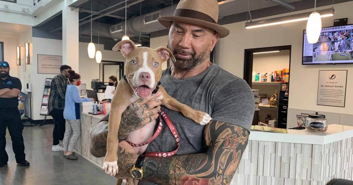 Dave Bautista adota cadelinha encontrada amarrada e oferece recompensa para encontrar o responsável