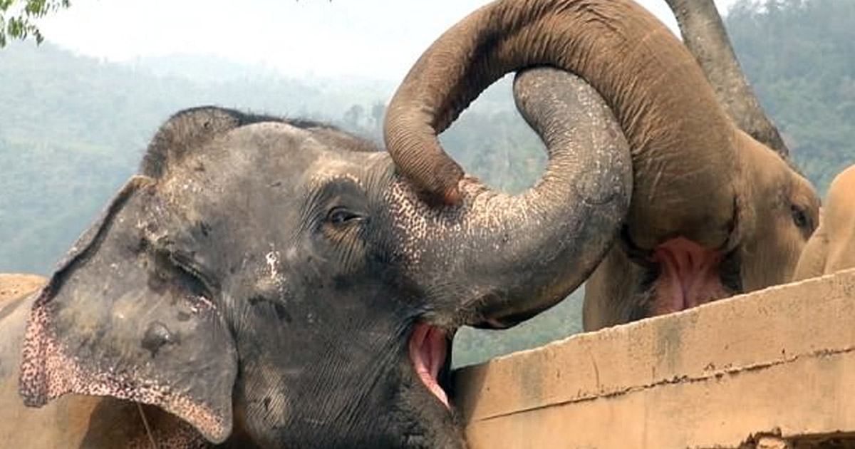 Elefanta cega resgatada recentemente é aceita em uma nova manada