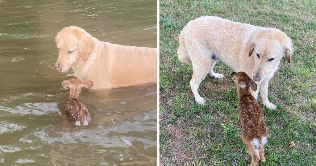 Homem perde seu cachorro e o encontra salvando um filhote de cervo