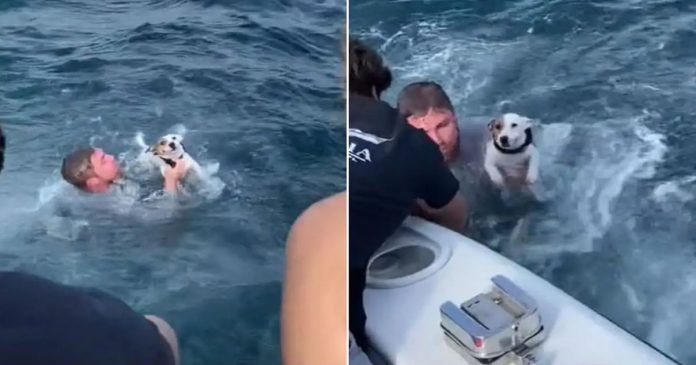 Jovens encontram um cachorro desesperado sozinho no meio do oceano