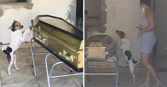 Cachorro chora e permanece ao lado do caixão durante o velório de sua dona