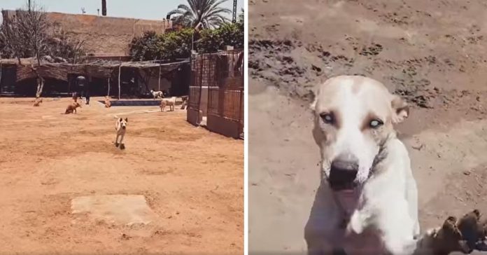 Cão de abrigo cego sempre corre quando ouve a voz do seu melhor amigo