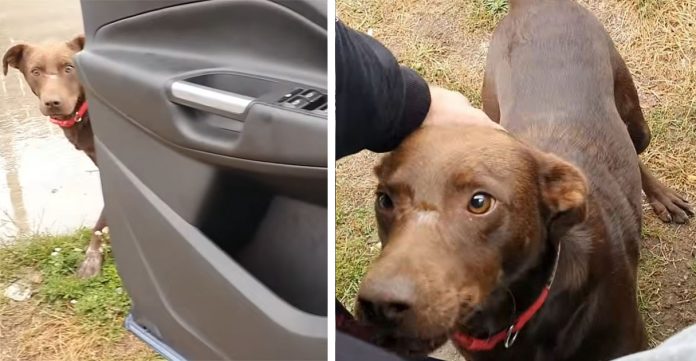 Cachorro de rua fica sentado no mesmo lugar todos os dias esperando ser resgatado