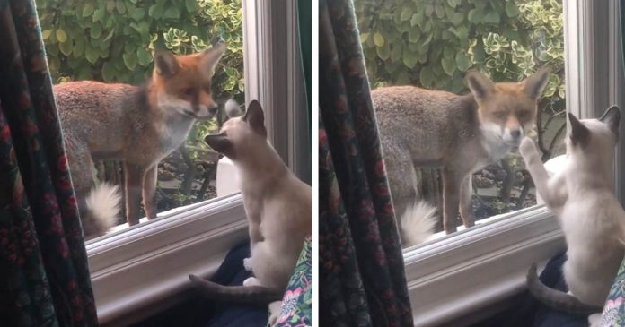Raposa faz amizade com um gatinho pela janela