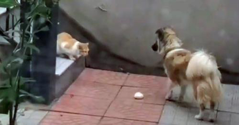 Cão solidário é visto dando sua comida ao gatinho que encontrou no quintal