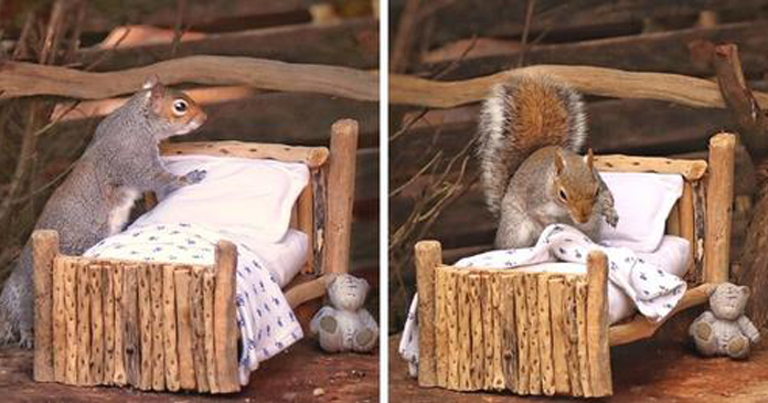 Esquilo tira soneca todos os dias na pequena cama que uma mulher construiu para ele