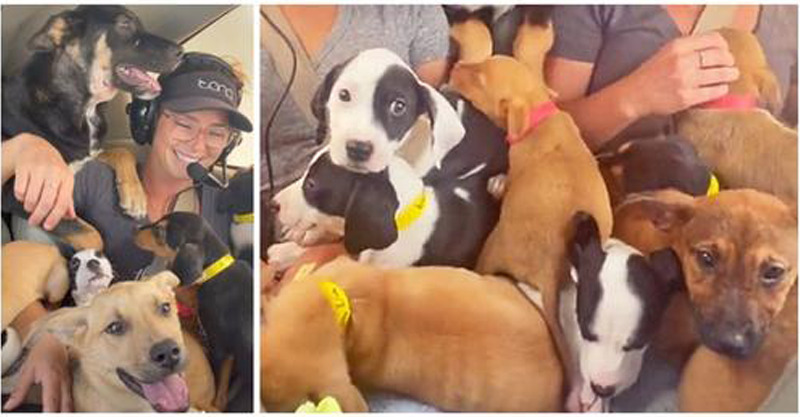 Mulher precisa voar com o avião cheio de 27 cães para salvar a vida deles