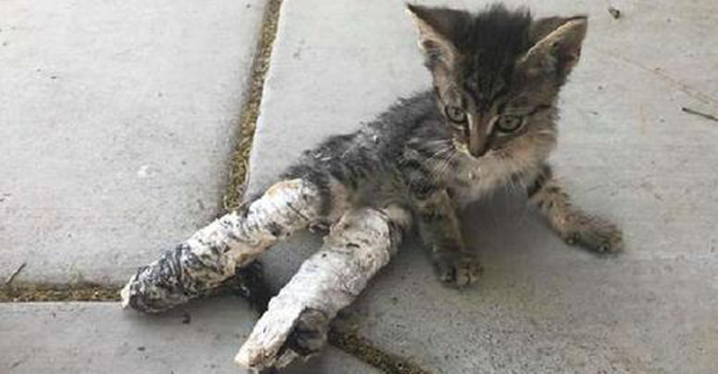Crianças encontram uma pobre gatinha com as pernas supostamente quebradas e fazem de tudo para salvá-la
