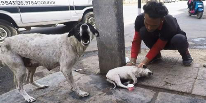 Depois de chorar de angústia, cadelinha encontra a ajuda que precisava para seu filhote