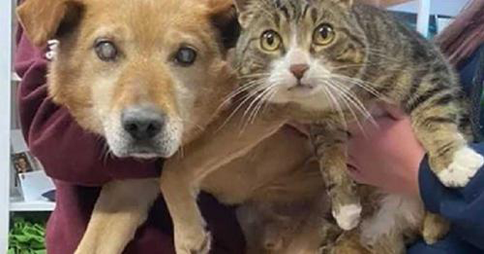 Cachorro cego se recusa a sair do abrigo, ele não sabe mais viver sem seu gato-guia
