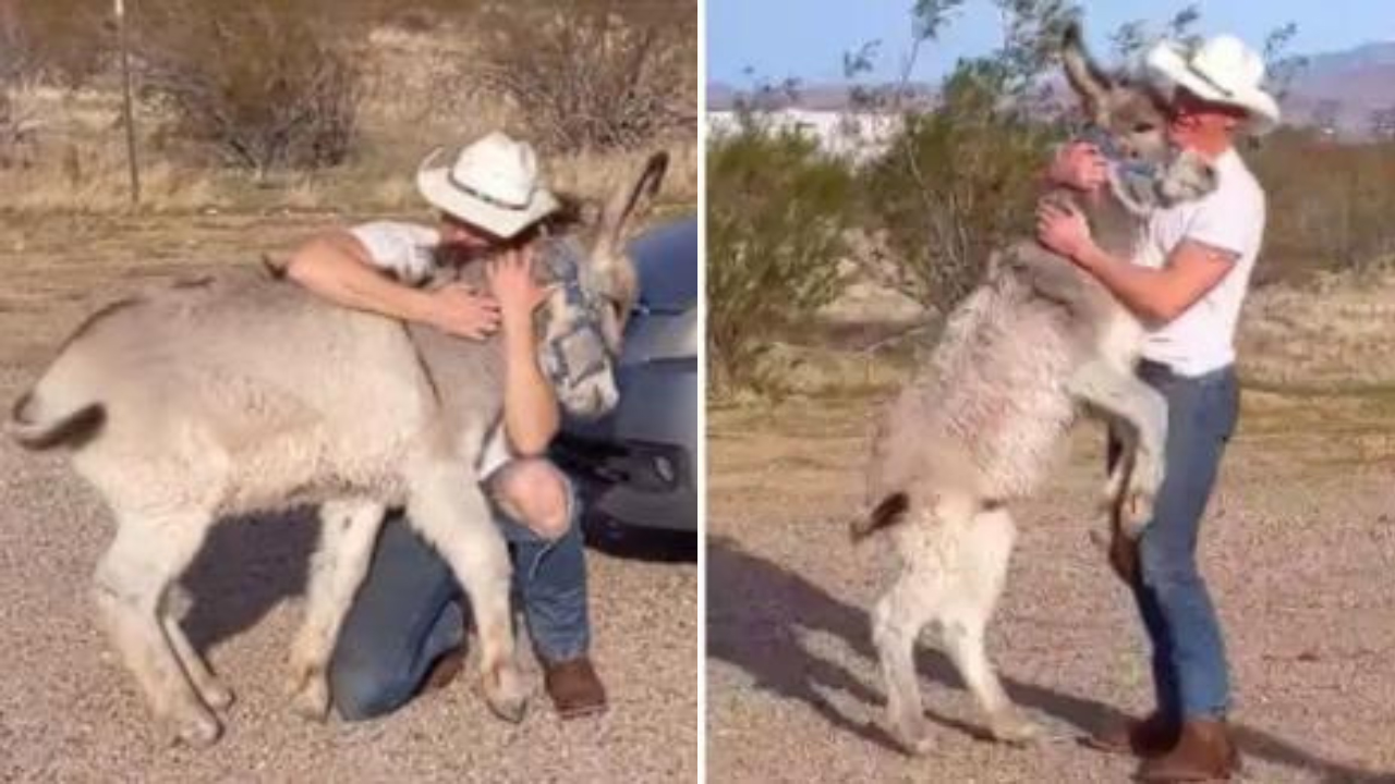 Família com cães adota burro rejeitado pela mãe e agora ele pensa que é um deles