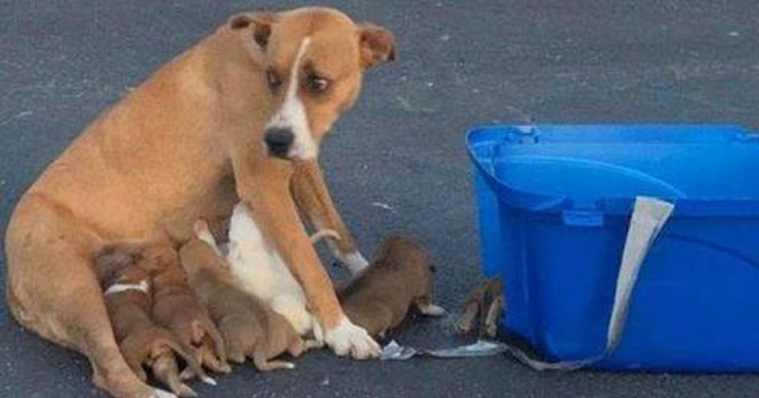 Cadelinha que foi abandonada com seus 9 filhotes em um estacionamento é resgatada