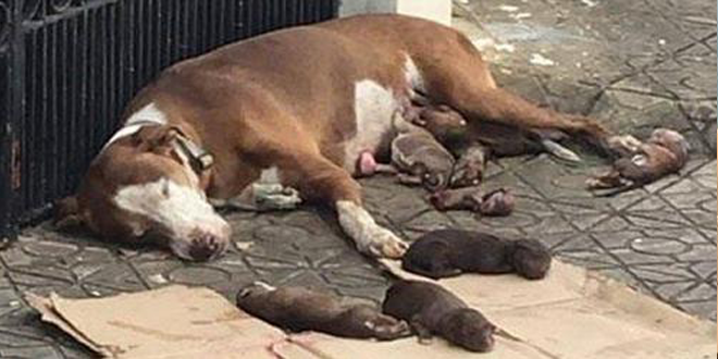 Cadelinha que deu à luz na calçada é resgatada, protegeu seus filhotes com amor até desmaiar