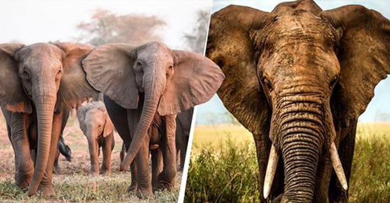 Elefantes evoluem e nascem sem presas em resposta aos caçadores; a natureza é incrível