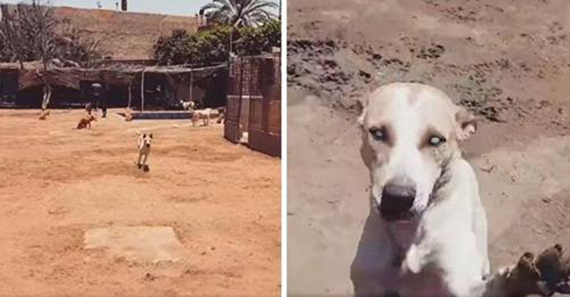Cão de abrigo cego corre animado ao reconhecer a voz do homem que o salvou