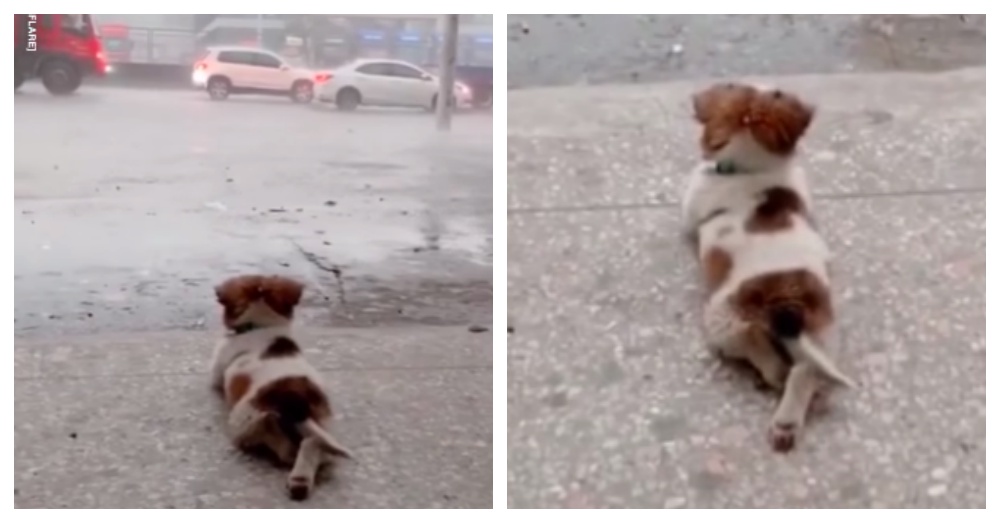 Cãozinho mais fofo encanta corações aproveitando silenciosamente a chuva (VÍDEO)