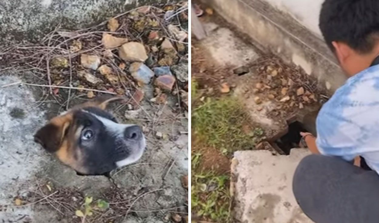 Homem resgata cachorro de rua encontrado com a cabeça presa no esgoto