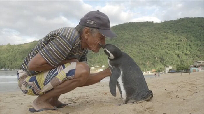 Pinguim nada 8.000 km todos os anos para reever e agradecer o homem que o salvou